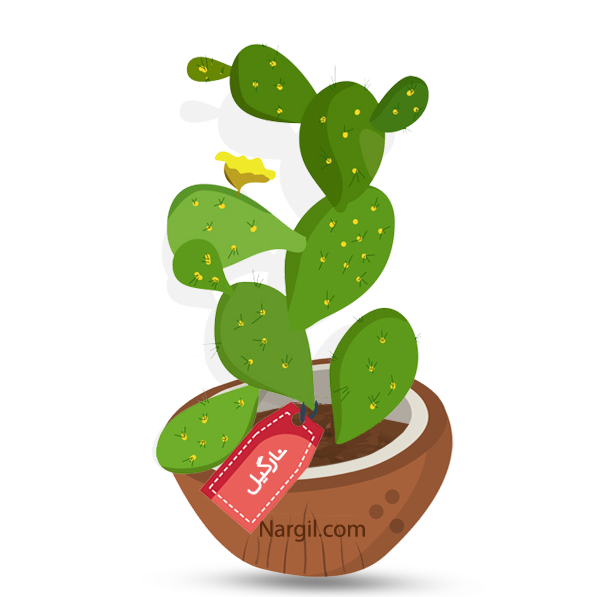  Nargil - Bunny Ears Cactus